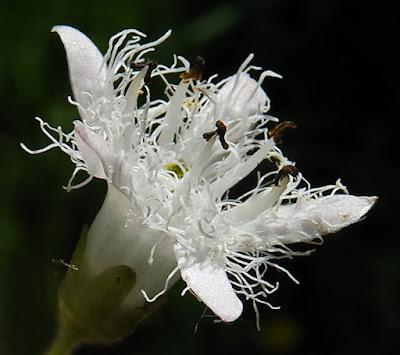 Trèfle d'eau (Menyanthes trifoliata)