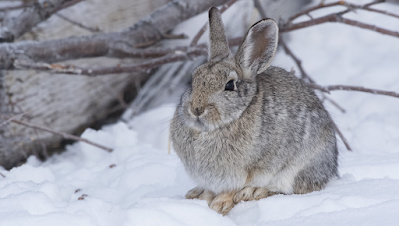 Qu'est-il arrivé à nos lapins ?