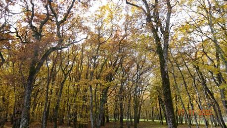 Divers - A la couleur de l'automne