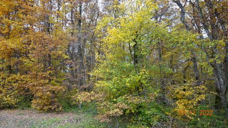 Divers - A la couleur de l'automne
