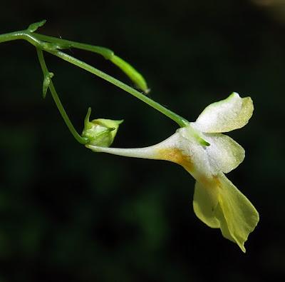 Balsamine à petites fleurs (Impatiens parviflora)