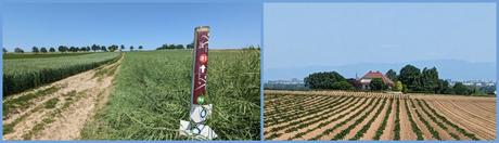 Vitaboucle – Hangenbieten