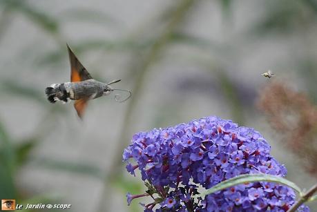 Le Moro-sphinx, lépidoptère champion du vol stationnaire Moro-sphinx • Macroglossum stellatarum