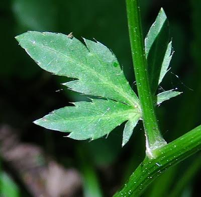 Sanicle d'Europe (Sanicula europaea)