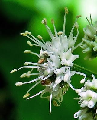 Sanicle d'Europe (Sanicula europaea)