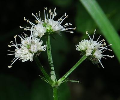 Sanicle d'Europe (Sanicula europaea)