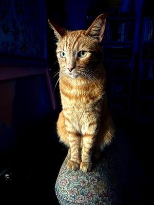 Défi photo des lecteurs de disques de Stockton Tom Alfieri de Stockton a utilisé un Apple iPhone 14 pour photographier son chat assis sur le bras de son canapé.