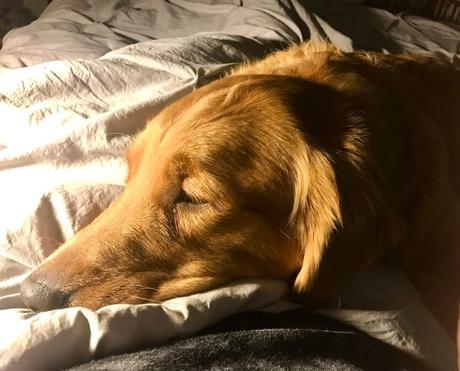 Défi photo des lecteurs de disques de Stockton Holly Stone de Lodi a utilisé un Apple iPhone 11 pour photographier Brodie, son golden retriever de 3 ans, en train de faire la sieste chez eux.