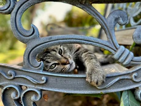 Cynthia Barker de Stockton a utilisé un Apple iPhone 14 pour photographier son chat Nu Blu.  Banc dans sa cour avant.