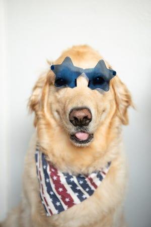 Défi photo des lecteurs de disques de Stockton Sydney Spurgeon de Stockton a utilisé un appareil photo reflex numérique Nikon D750 pour photographier le golden retriever de son fiancé Dawson Hayre, Ernie, chez eux à Stockton.