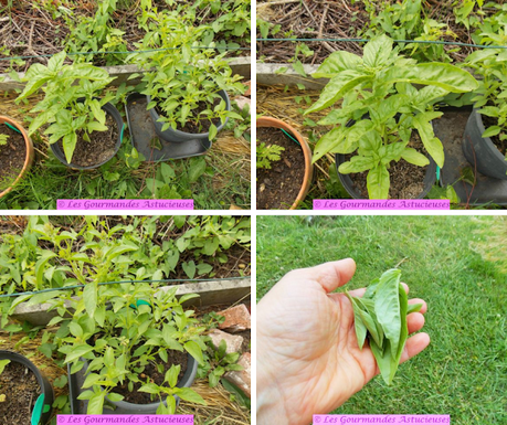 Tartinade aux carottes confites et aux 2 basilics (Vegan) Tartinade aux carottes confites et aux 2 basilics (Vegan)