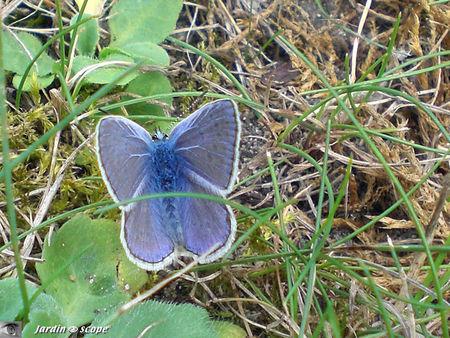 Des éventails de soie azurée tombés du ciel… Argus-bleu • Azuré commun • Polyommatus icarus