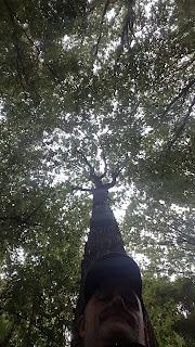 Comment la nature soigne notre tête