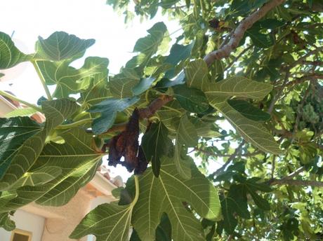 figues,figuier,fruits,oiseaux,frelons,guêpes,mouches,arbre