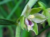 Épipactis labelle étroit (Epipactis leptochila var. neglecta)