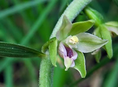 Épipactis à labelle étroit (Epipactis leptochila var. neglecta)