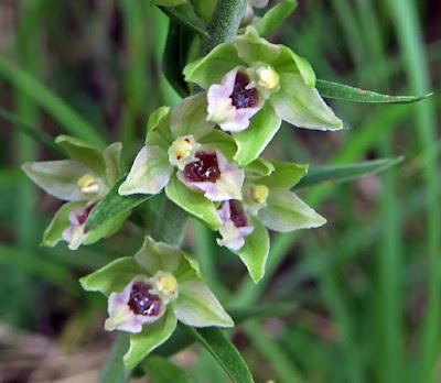 Épipactis à labelle étroit (Epipactis leptochila var. neglecta)