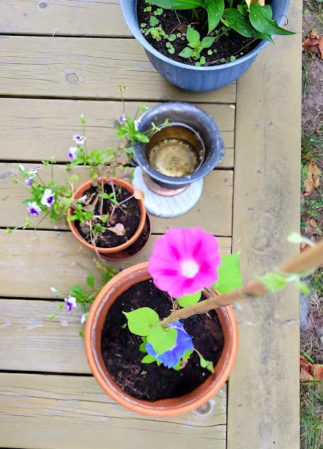 Gaspacho vert Gaspacho vert