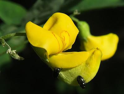 Baguenaudier commun (Colutea arborescens)
