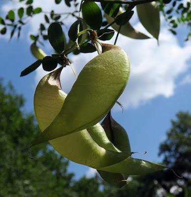 Baguenaudier commun (Colutea arborescens)
