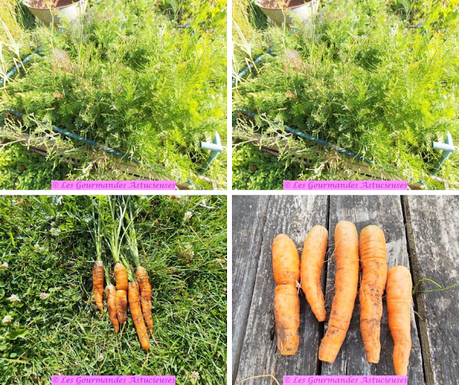 Courgette et carottes pour une entrée surprenante (Vegan) Courgette et carottes pour une entrée surprenante (Vegan)