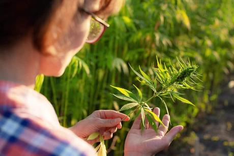 cbd cannabidiol france