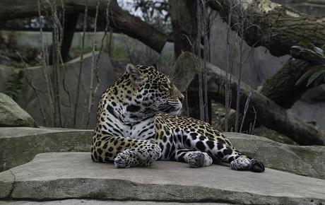 Jaguar au Parc Zoologique de Paris
