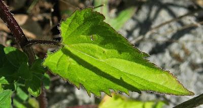 Campanule gantelée (Campanula trachelium)