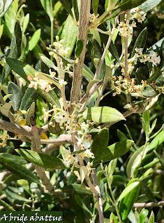 L'huile d'olive crétoise