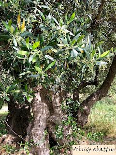 L'huile d'olive crétoise