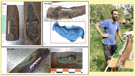 Les plus anciennes traces de gestion forestière découvertes sur le site néolithique de La Draga en Espagne