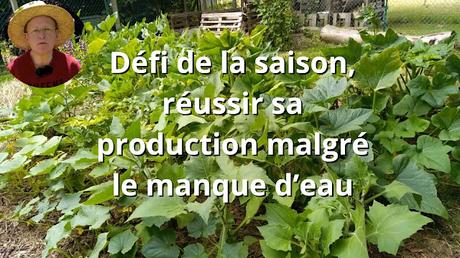 Le potager a soif donc des ratés cette saison (vidéo)