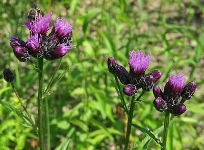 Serratule des teinturiers (Serratula tinctoria subsp. tinctoria)