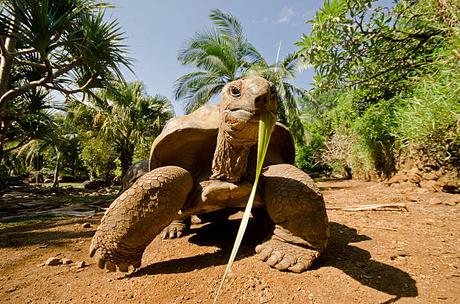 L’Île Maurice – Un Éden Tropical Aimé par les Suisses L’Île Maurice – Un Éden Tropical Aimé par les Suisses
