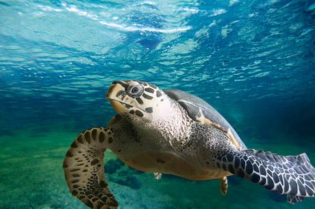 Apprécier la nature et la biodiversité à l’île Maurice – un émerveillement permanent image