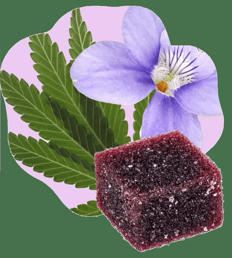 Équilibre CBD: l’alliance du luxe et du bien-être avec la nature