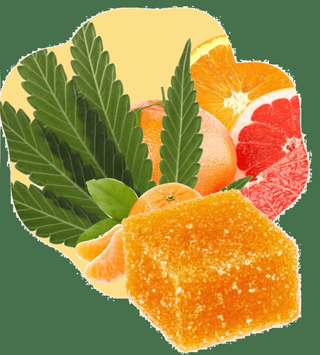 Équilibre CBD: l’alliance du luxe et du bien-être avec la nature