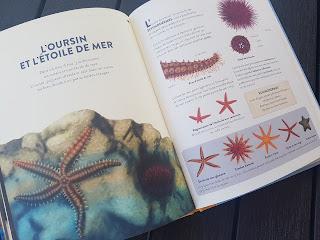 Les petites leçons de choses du bord de mer 💙💙💙