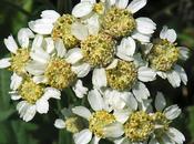 Achillée sternutatoire (Achillea ptarmica)
