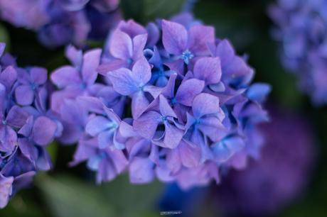 Sur le chemin des hortensias à Ploërmel