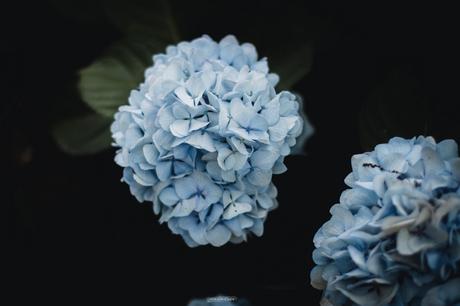 Sur le chemin des hortensias à Ploërmel