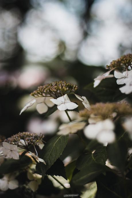 Sur le chemin des hortensias à Ploërmel