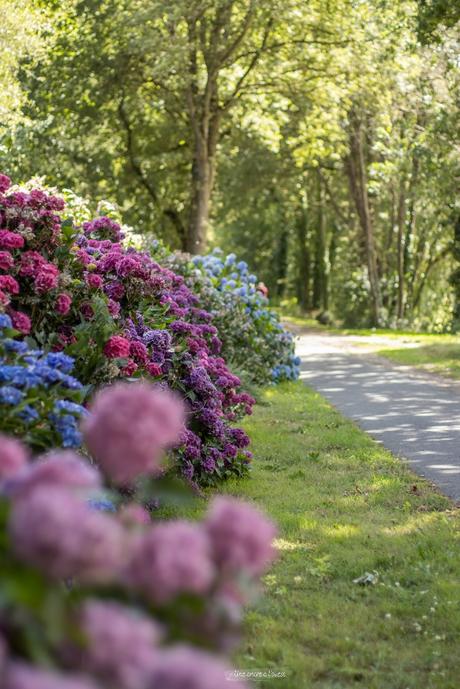 Sur le chemin des hortensias à Ploërmel