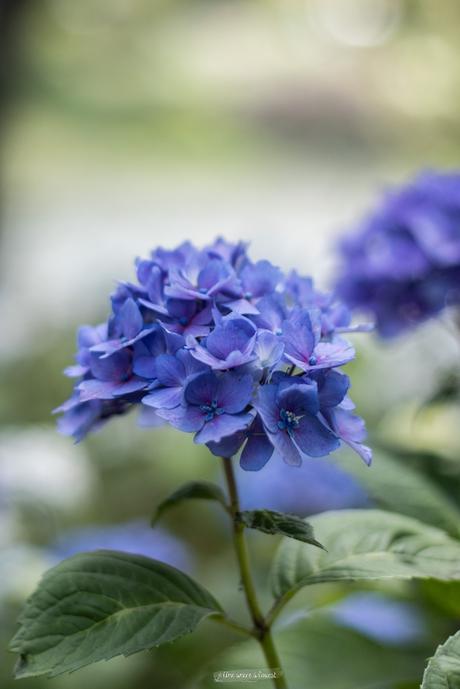 Sur le chemin des hortensias à Ploërmel