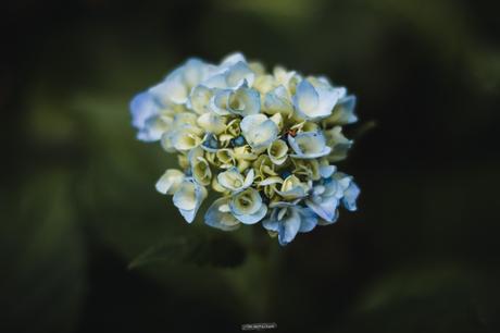 Sur le chemin des hortensias à Ploërmel