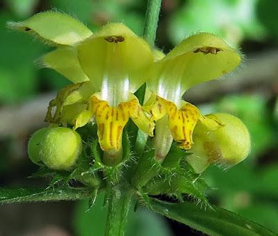 Lamier jaune (Lamium  galeobdolon)