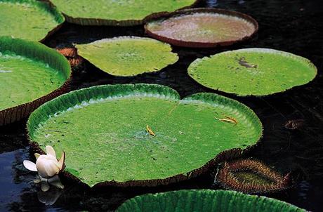 L’île Maurice, un Paradis pour les Amateurs de Sports Nautiques L’île Maurice, un Paradis pour les Amateurs de Sports Nautiques