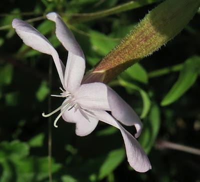 Saponaire officinale (Saponaria officinalis)
