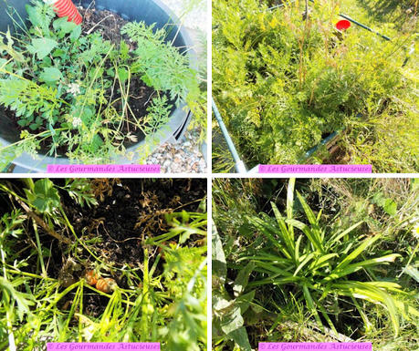 Champignon-poulet et carottes, sauce au vin rouge et aux cassis (Vegan) Champignon-poulet et carottes, sauce au vin rouge et aux cassis (Vegan)