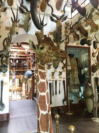 Dunrobin-castle-girafe